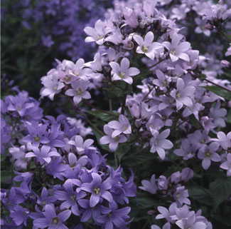Campanula Lactiflora "Pritchard's Variety" - Dolden-Glockenblume - eine Auswahl an Glockenblumensaat finden Sie bei www.the-golden-rabbit.de