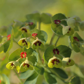 Wolfsmilch - Euphorbia -Britische Blumensaat bei www.the-golden-rabbit.de