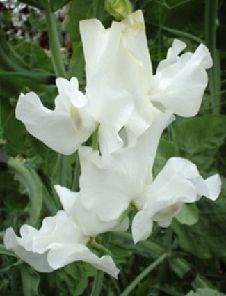 Duftwicken aus England "White Frills" bei www.the-golden-rabbit.de