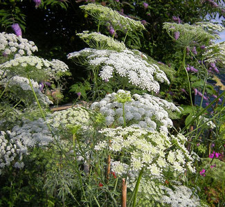 Ammi visnaga Saatgut bei www.the-golden-rabbit.de