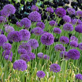 Allium: ideal für den naturnahen Garten bei www.the-golden-rabbit.de