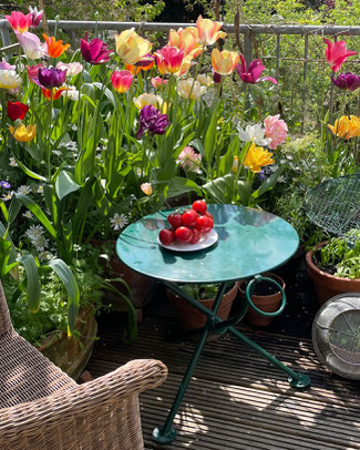 Englischer Teapot Planter bei www.the-golden-rabbit.de