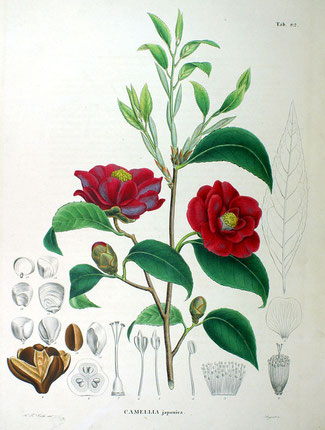 Camellia japonica