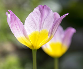 Die schönsten Wildtulpen gibt es bei www.the-golden-rabbit.de