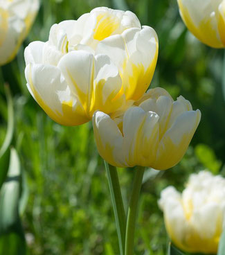 Gefüllte Tulpen sind die schönsten Tulpen für jeden Garten bei www.the-golden-rabbit.de