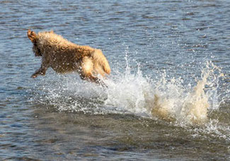 Springender Hund im Wasser mit sehr kurzer Belichtungszeit.