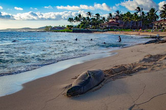 Poipu Beach Park, Kauai, Hawaii, USA, Die Traumreiser