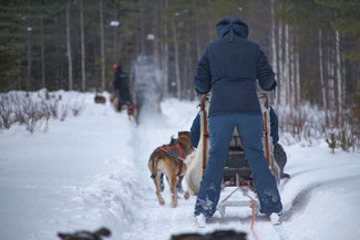 Lappland, Finnland, Finnisch Lappland, Die Traumreiser, Levi, Hundeschlitten, Schlittentour, Huskey, Huskies