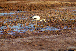 Flamingo, Atacama, Atacamawüste, Südamerika, Chile, Die Traumreiser