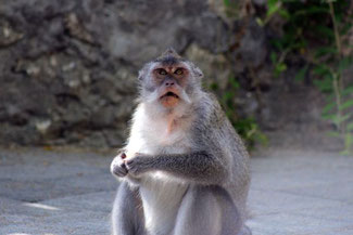 Tierischer Standbewohner am Labuan Sait Beach