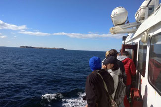 Isla Magdalena, Pingiune, Patagonien, Südamerika, Chile, Die Traumreiser