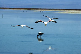 Flamingo, Atacama, Atacamawüste, Südamerika, Chile, Die Traumreiser