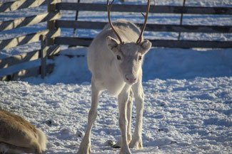 Lappland, Finnland, Finnisch Lappland, Die Traumreiser, Levi, Rentiere, Rentier Farm