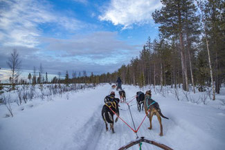 Lappland, Finnland, Finnisch Lappland, Die Traumreiser, Levi, Hundeschlitten, Schlittentour, Huskey, Huskies