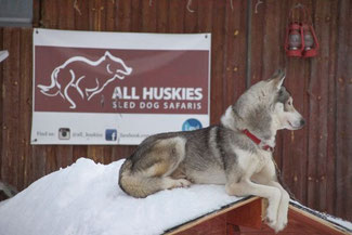 Lappland, Finnland, Finnisch Lappland, Die Traumreiser, Levi, Hundeschlitten, Schlittentour, Huskey, Huskies