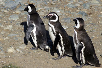 Isla Magdalena, Pingiune, Patagonien, Südamerika, Chile, Die Traumreiser