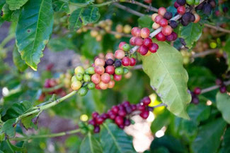 Kauai Coffee Company, Kauai, Hawaii, USA, Die Traumreiser, 