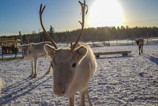 Lappland, Finnland, Finnisch Lappland, Die Traumreiser, Levi, Rentiere, Rentier Farm