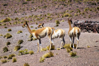 Lama, Alpaka, Atacama, Atacamawüste, Südamerika, Chile, Die Traumreiser