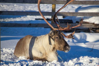 Lappland, Finnland, Finnisch Lappland, Die Traumreiser, Levi, Rentiere, Rentier Farm