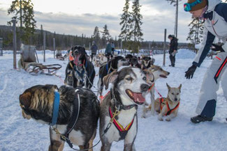 Lappland, Finnland, Finnisch Lappland, Die Traumreiser, Levi, Hundeschlitten, Schlittentour, Huskey, Huskies