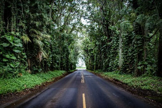 Kauai, Hawaii, USA, Straße, Bewachsen, Die Traumreiser