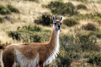 Guanako, Lama, Alpaka, Torres del Paine, Patagonien, Nationalpark, Chile, Die Traumreiser