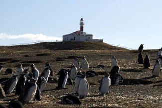 Isla Magdalena, Pingiune, Patagonien, Südamerika, Chile, Die Traumreiser