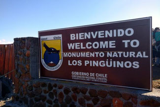 Isla Magdalena, Pingiune, Patagonien, Südamerika, Chile, Die Traumreiser
