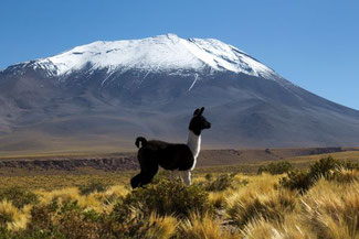 Chiles Norden, Alpaka, Lama, Guanaca, Vulkan, Atacama, Die Traumreiser