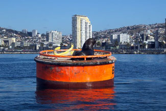 Hafen, Schiffe, Valparaiso, Südamerika, Chile, Die Traumreiser, Seelöwe