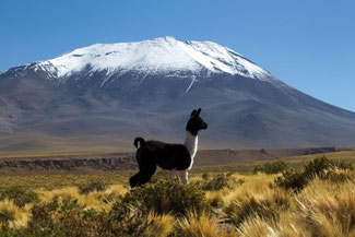 Lama, Guanaka, Alpaka, Atacama, Atacamawüste, Südamerika, Chile, Die Traumreiser