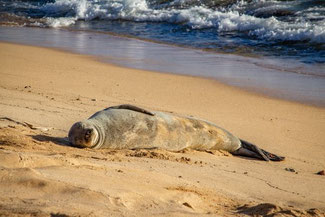 Poipu Beach Park, Kauai, Hawaii, USA, Die Traumreiser, Robbe, Mönchsrobbe, Monk Seal