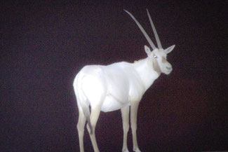 Dubai, VAE, UAE, Vereinigte Arabischen Emirate, Die Traumreiser, Oryx, Night Safari