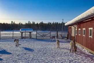 Lappland, Finnland, Finnisch Lappland, Die Traumreiser, Levi, Rentiere, Rentier Farm