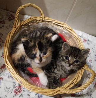 Zwei unserer "Buschbabys" - Findelkinder 28.10.2019 im Trinumer Busch