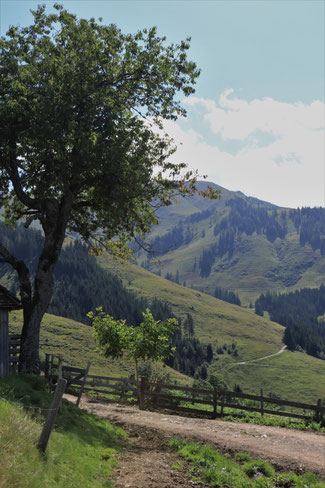 Almlandschaft