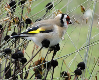 Foto: Hans-Ueli Thöni
