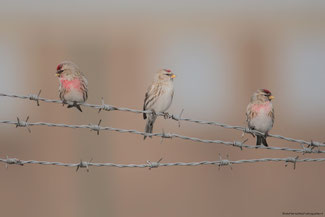 Grote Barmsijs