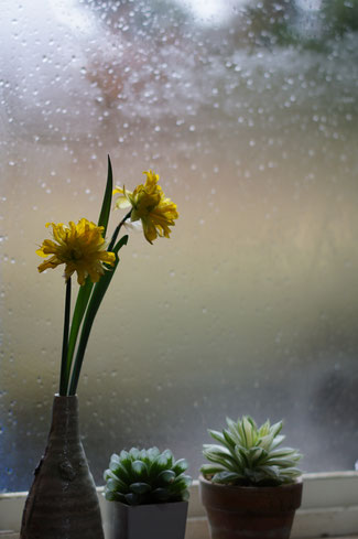 仲本律子　R工房　女性陶芸家　茨城県笠間市 　ブログ　春の芽吹き　雨　水仙　ハオルチア・オブツーサ