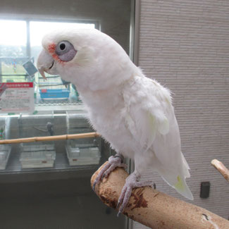 75 ア カビ タイム ジ オウム 販売 ただのディズニー画像 75 ア カビ タイム ジ オウム 販売 ただのディズニー画像
