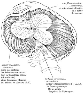 Fig. 1.2 - Diaphragme vu par-dessous