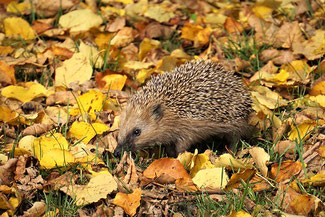 Igel im Laub. Foto: naturgucker.de/Angelika Nijhoff