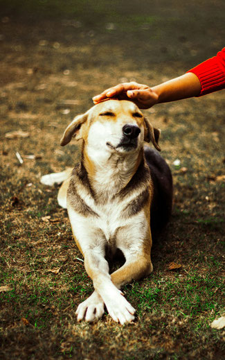 CHIEN PAS SOCIABLE