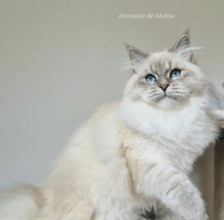 chat sibérien creme