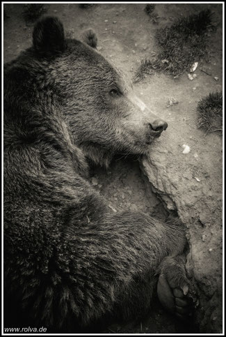 Braunbär#Ursus arctos#Portrait#sw#Roland Valter#rolva#Natur-Fotografie#Aachen 