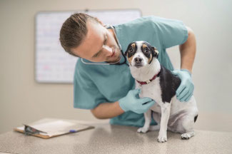 Tierversicherung und Tierkrankenversicherung Absicherung Hund und Katze beim Tierarzt