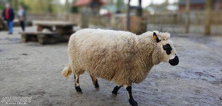 Ein Schaf auf dem Bauernhof.