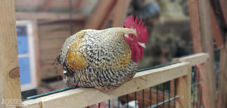Eine Henne auf dem Bauernhof.