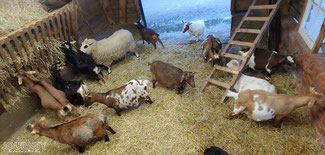 Ziegen und Schafe auf dem Bauernhof